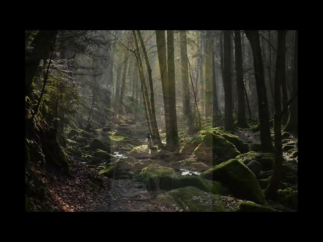 Video thumbnail for relaxing music from japanesse forest #music#relaxing #scottbuckley #ketenanganhati