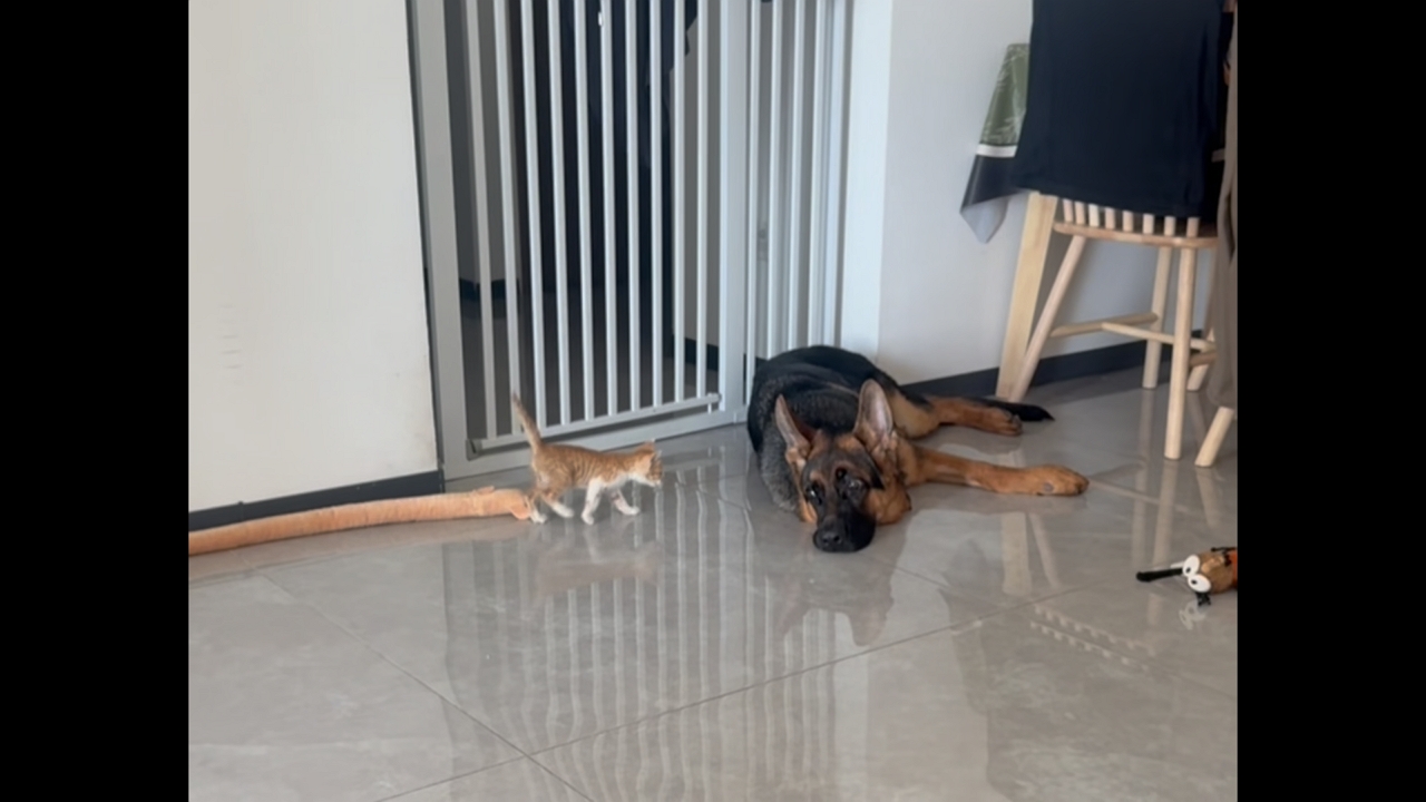 Video thumbnail for German Shepherd Surprised by Playful Kitten's Grooming Attempt