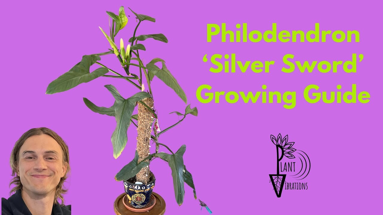 Video thumbnail for Philodendron 'Silver Sword' Complete Growing Instructions - Philodendron hastatum