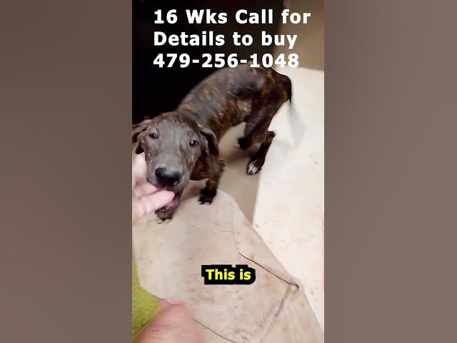 Video thumbnail for Blue Collar Brindle Boy Great Dane 09 04 26 #Shorts