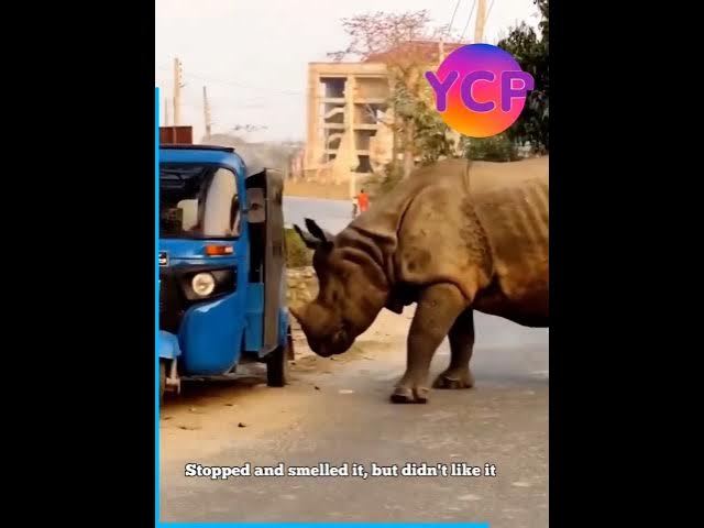 Video thumbnail for Animal attacks Wild and furious.