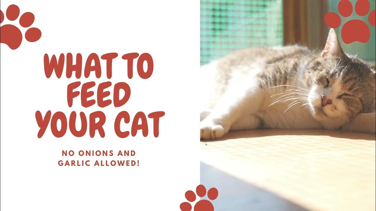 Video thumbnail for Embark on a journey to understand and care for our beloved pets