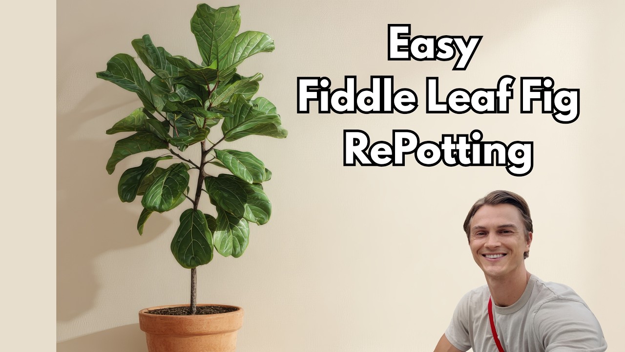 Video thumbnail for FIDDLE LEAF FIG - Re-Potting Tutorial - Basic How to Steps (Ficus lyrata)