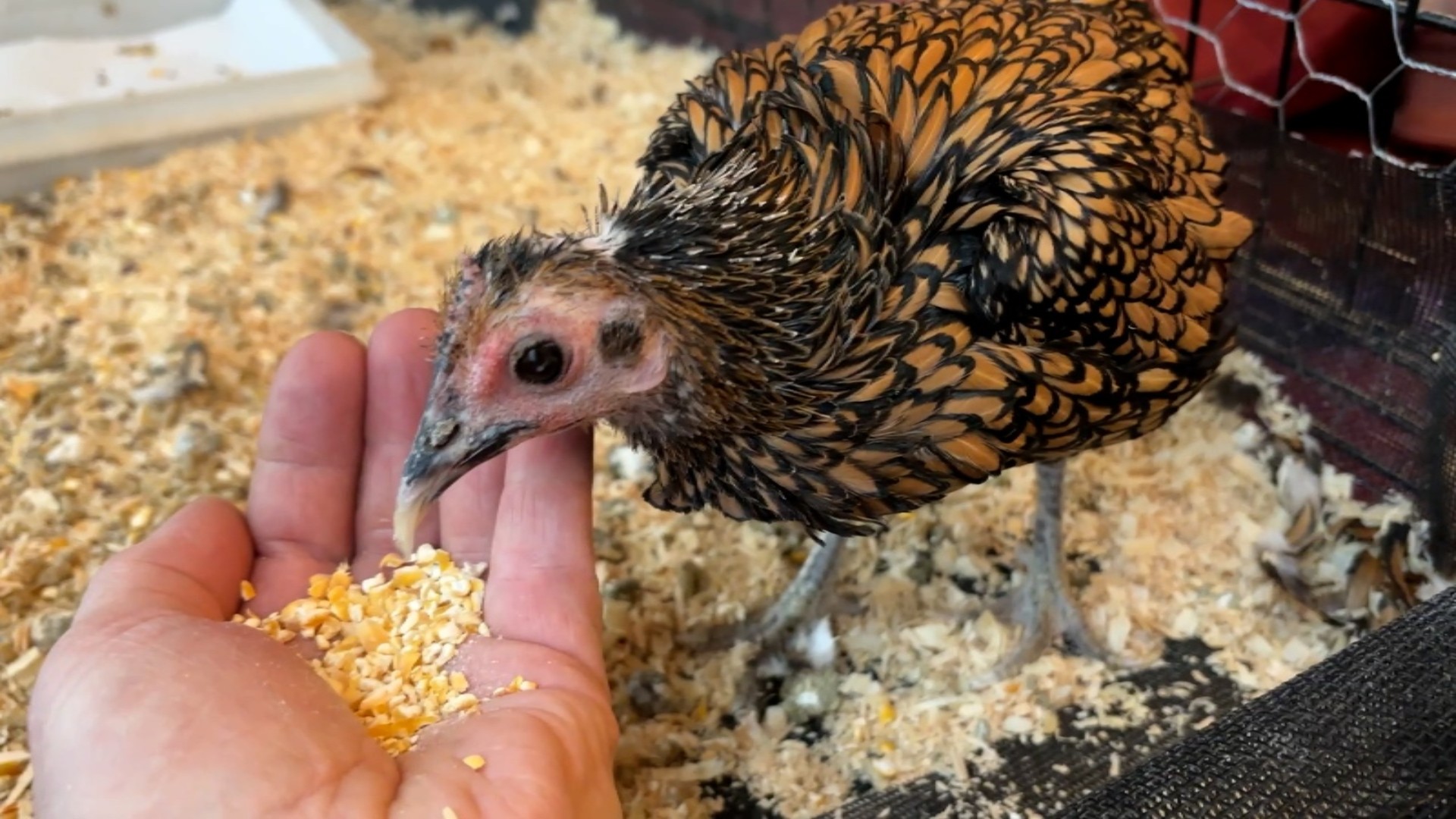 Video thumbnail for Oldest living chicken - Gertie at 15 years and 100 days old