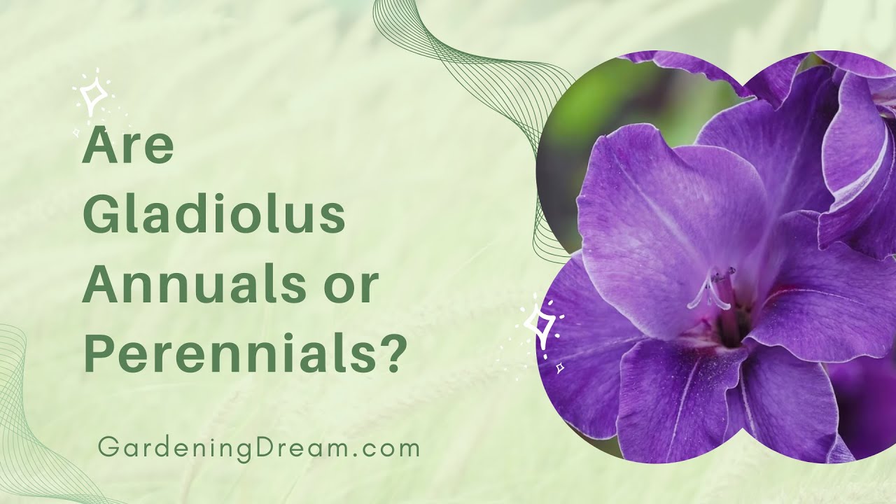 Video thumbnail for Are Gladiolus Annuals or Perennials?