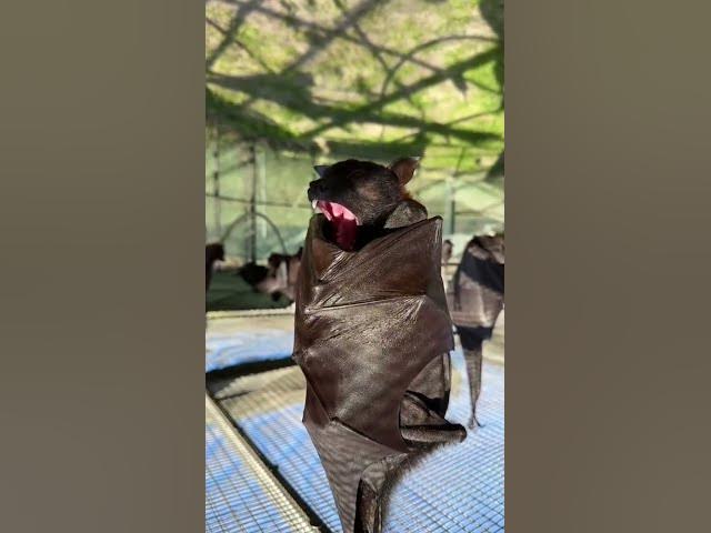 Video thumbnail for bat effect of light