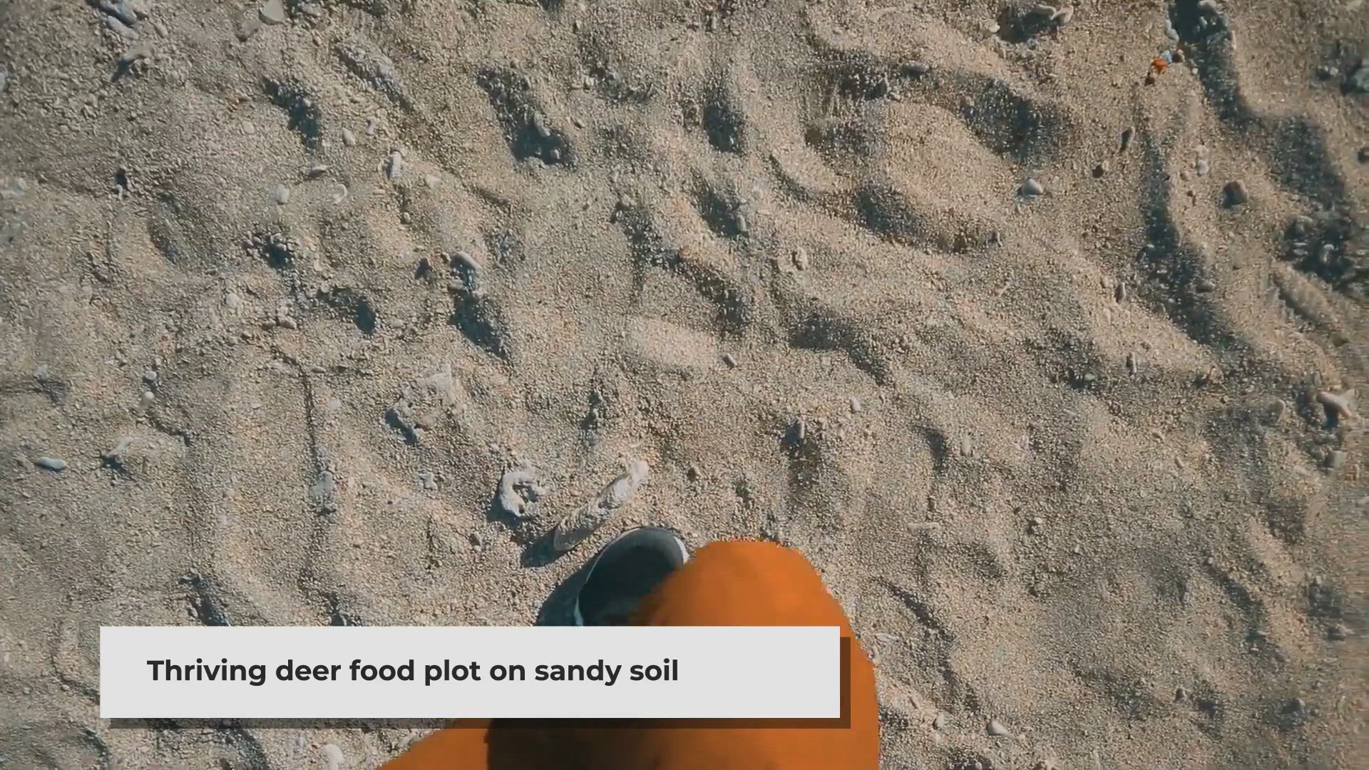 Video thumbnail for The Ultimate Guide to Creating a Thriving Deer Food Plot in Sandy Soil