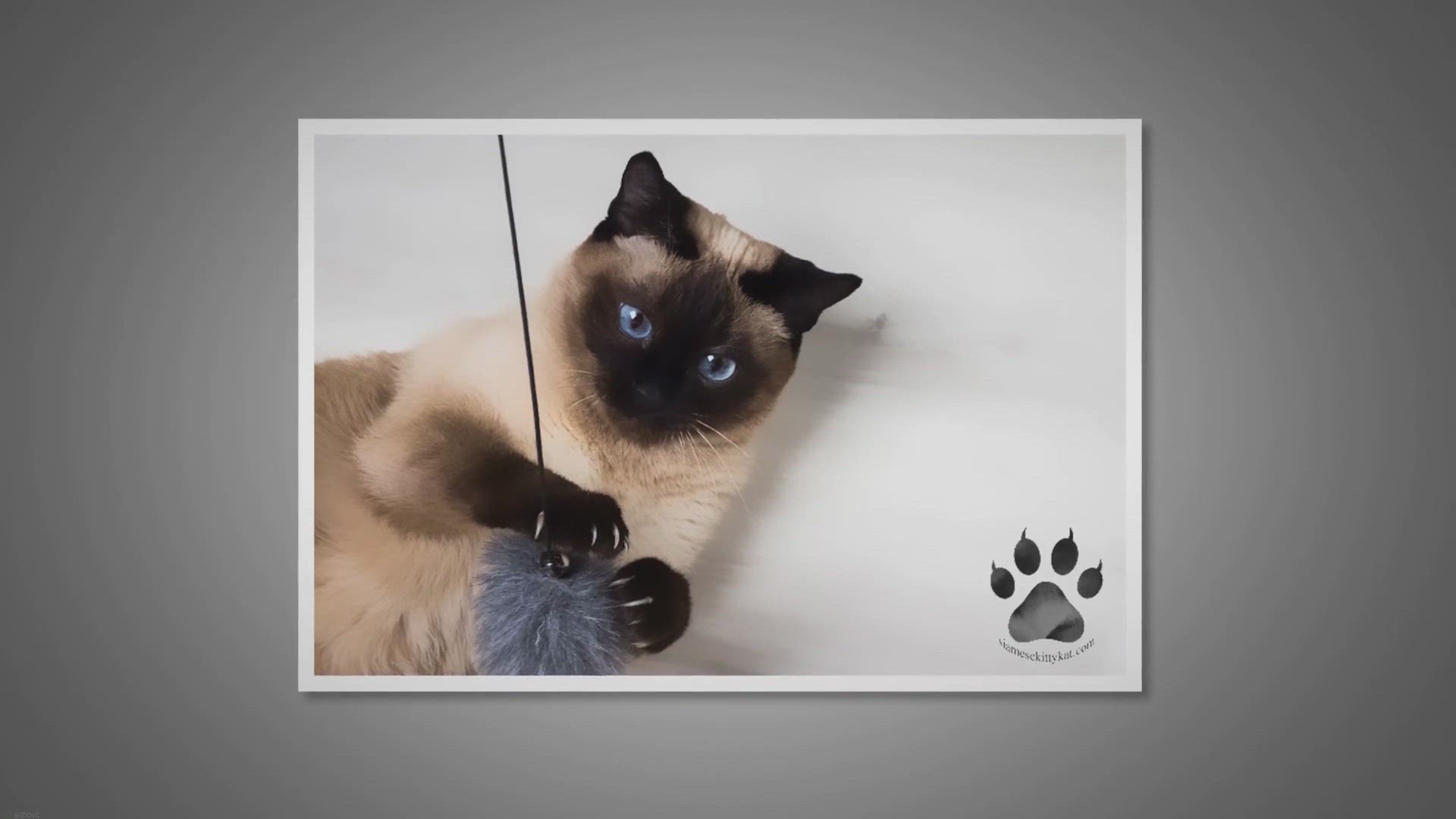 Video thumbnail for The 11 Best Toys for Siamese Kittens