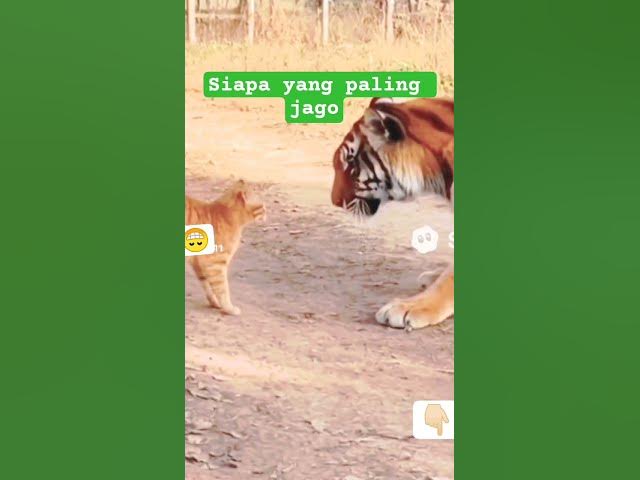 Video thumbnail for HARIMAU KALAH CAKARAN KUCING #pawangsinga #Filmmisterigunungmerapi @publiknusantara