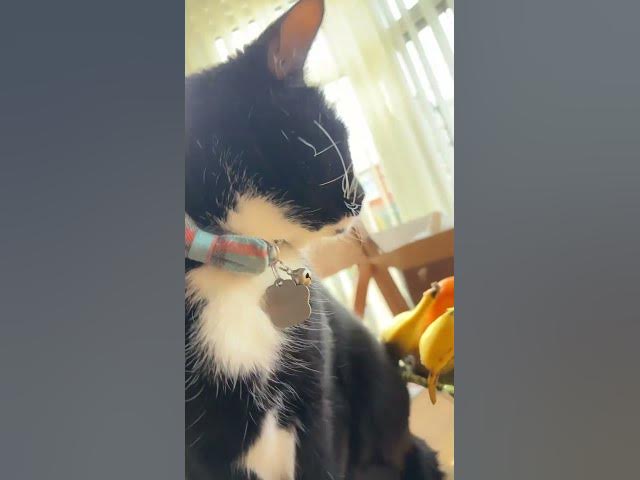 Video thumbnail for Who hasn’t subscribed to my cat yet 🤔#cat#fyp#goviral