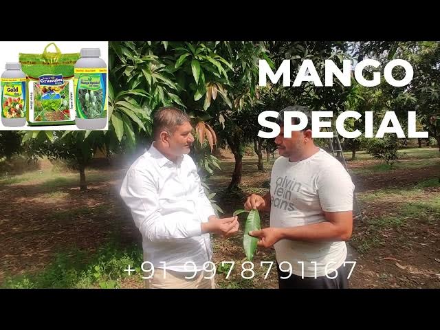 Video thumbnail for Mango Leaf Comparission