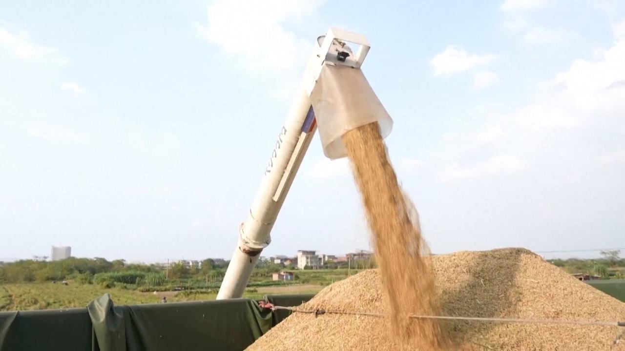 Video thumbnail for China: Fully mechanized operations help lock in autumn grain yield in Jiangxi.