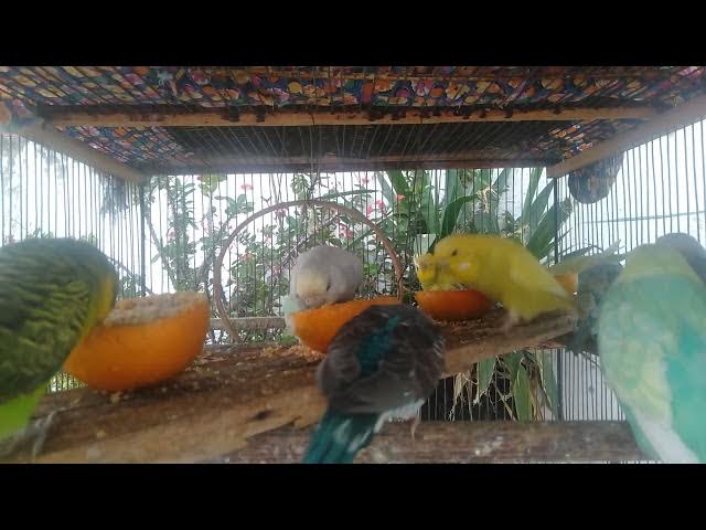 Video thumbnail for 💫 30 Minutos Paz e Liberdade – Meditação e Sons de Periquitos Australianos 💚