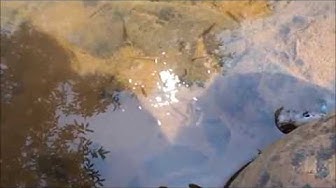 'Video thumbnail for Fish feeding in Indian river./Feeding fish in a river.'