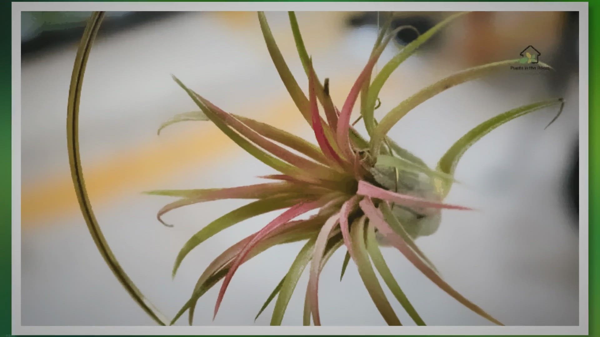 'Video thumbnail for A Complete Guide to Your Air Plant Care'