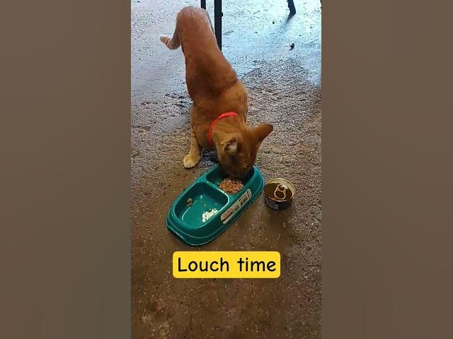 Video thumbnail for JERÓNIMO #song #miku #cover