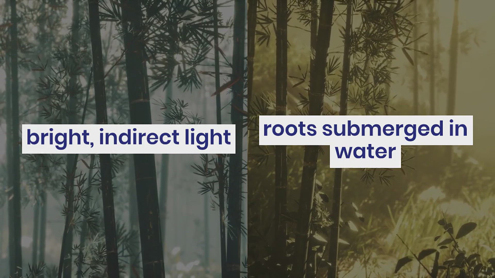 'Video thumbnail for A Simple Trick to Make Lucky Bamboo Grow Faster'