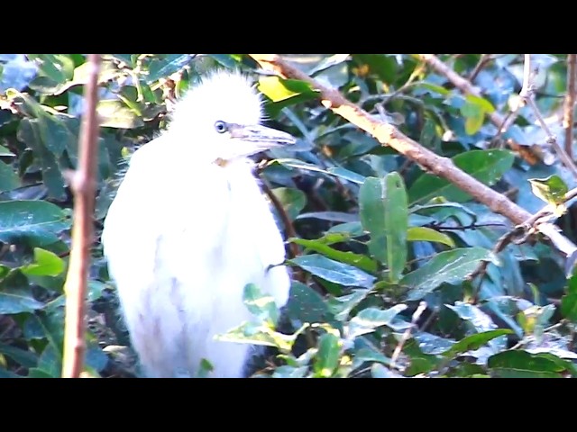 Video thumbnail for Oh Amzon Bird At Avean Wild Cockroach baies bird