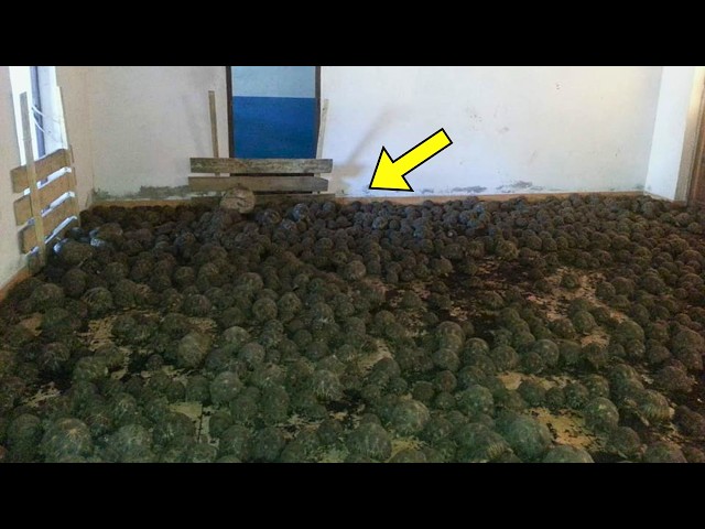 Video thumbnail for Police Investigate House With Reported Stench And No One Expected This