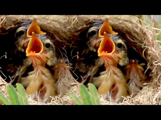 In nest baby's cuckoo bird wait to eat food on nest now