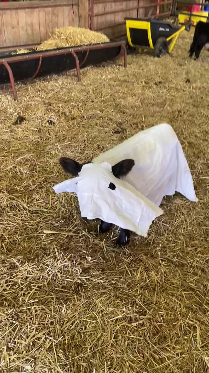 Video thumbnail for Adorable Calf in a Barnyard Ghost Costume
