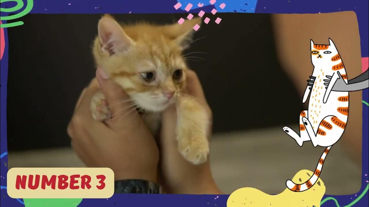 Video thumbnail for Embark on a journey to understand and care for our beloved pets