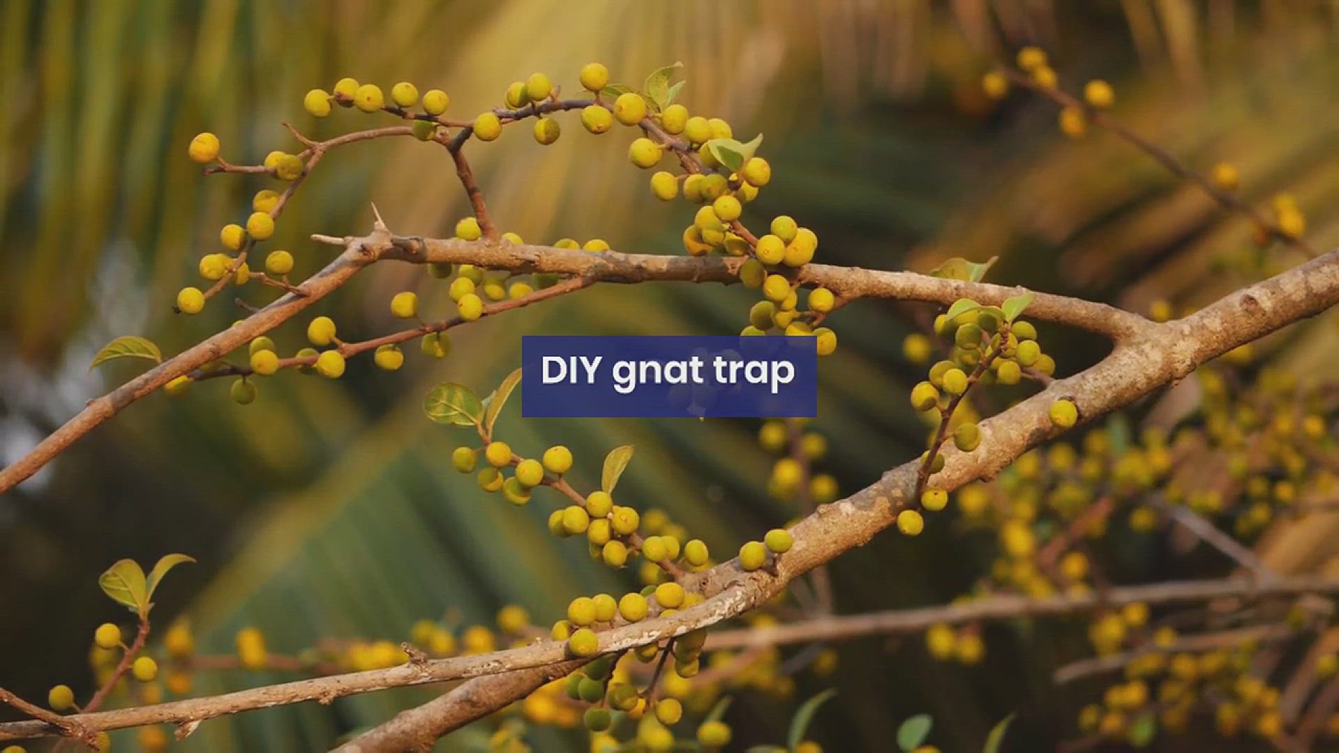 'Video thumbnail for How to Make a DIY Gnat Trap at Home'