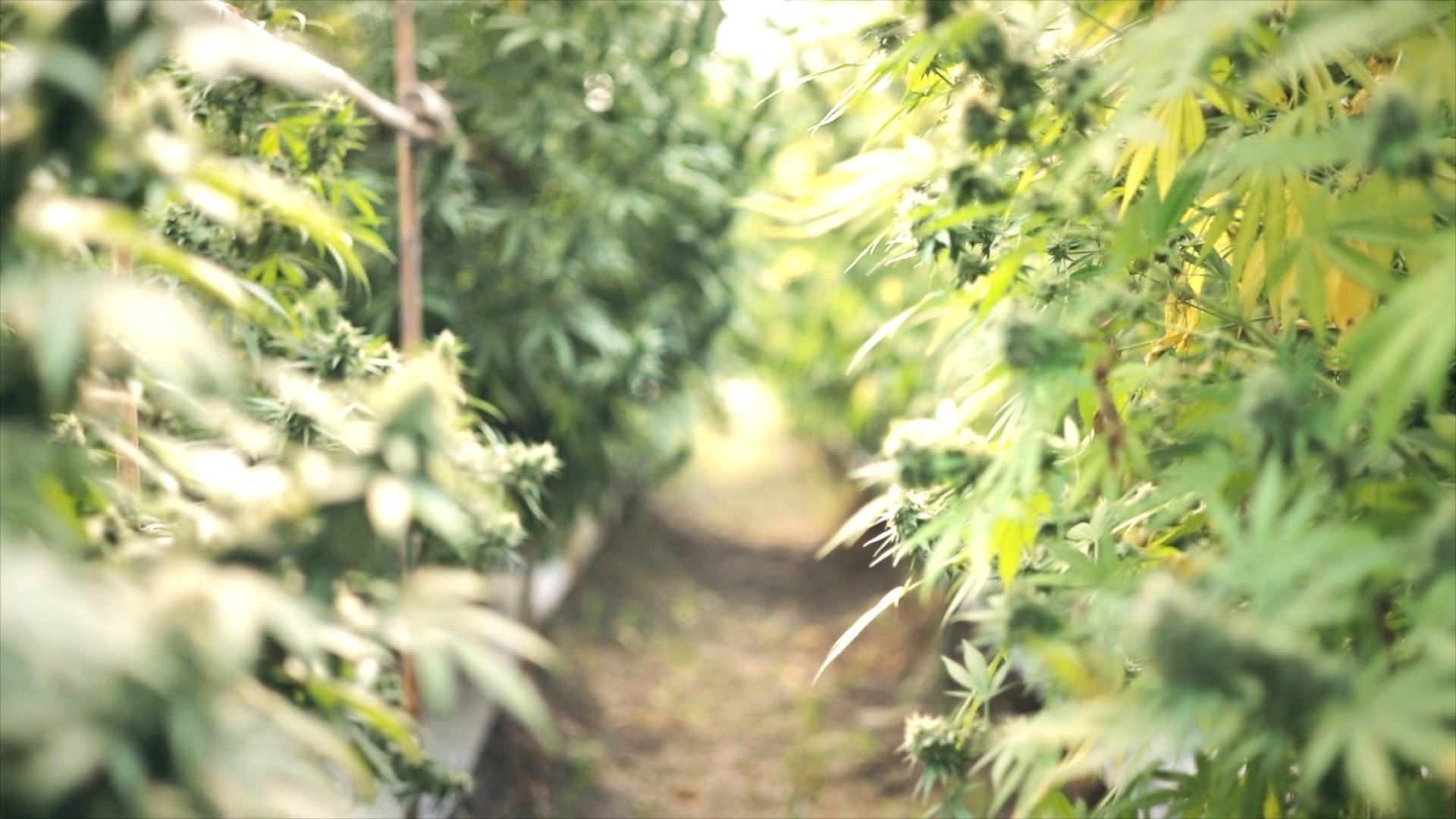 Video thumbnail for Cannabis may reverse brain aging in mice, study finds