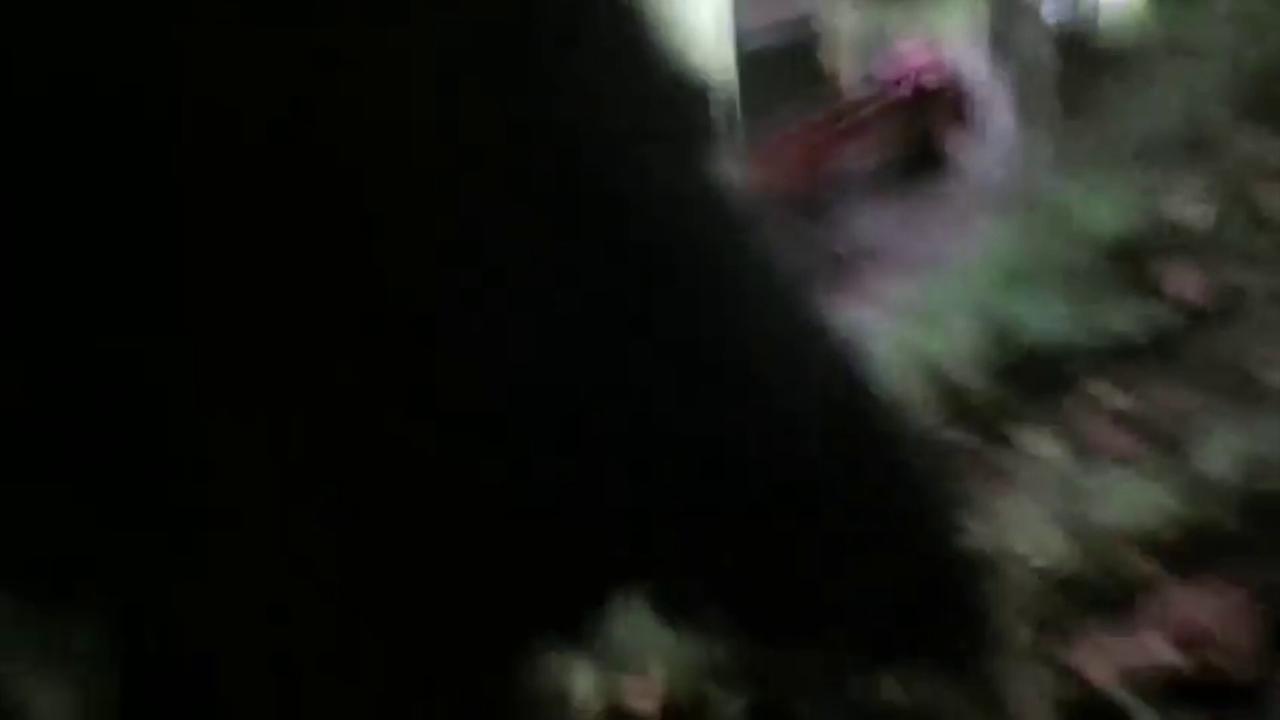 Video thumbnail for India: Sloth bear captured in buffer zone as officials carried out safe release deep inside dense forest.