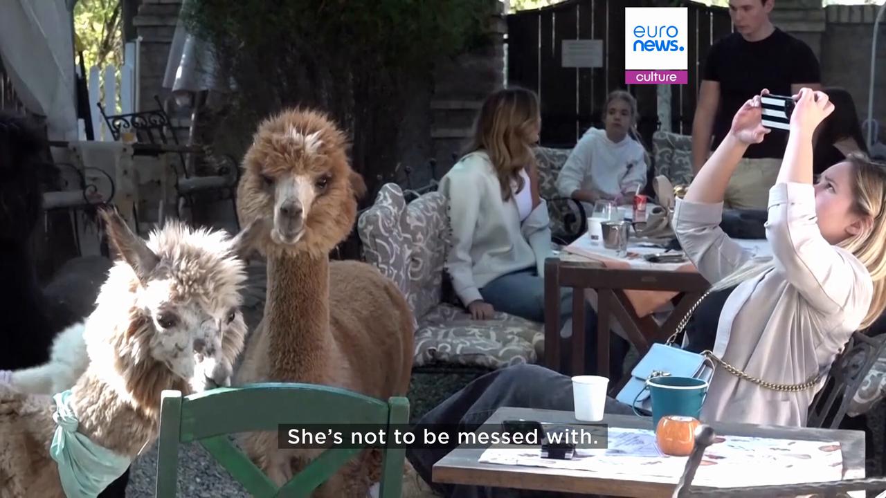 Video thumbnail for This Serbian cafe lets you enjoy your coffee alongside alpacas