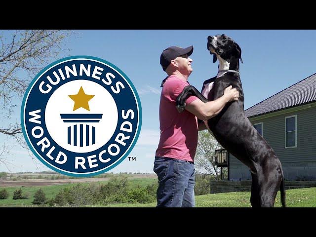 'Video thumbnail for Great Dane Crowned World's Tallest Dog'