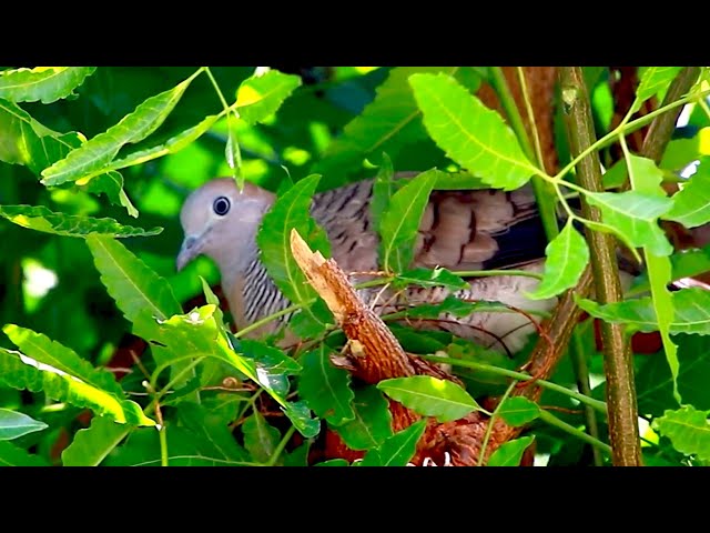 Video thumbnail for Wild of mother dove with baby dove bird on nest