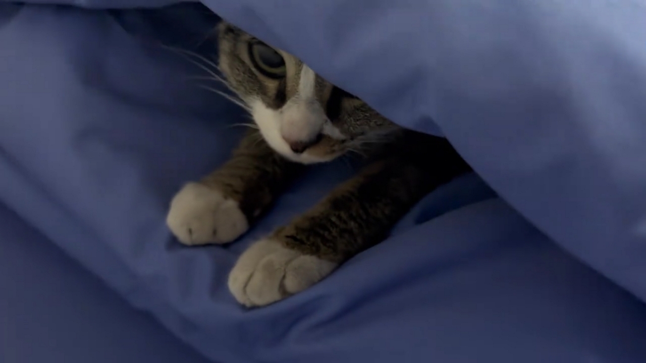 Video thumbnail for Sneaky Cat Hides in Firefighters’ Bunkroom