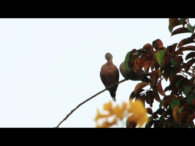 Video thumbnail for THe wild of dove bird at forest