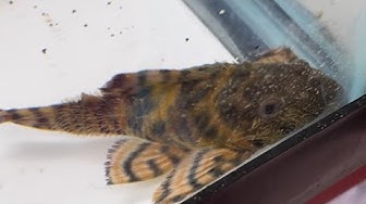 Video thumbnail for June 2022 tiktok reels and YouTube shorts compilation