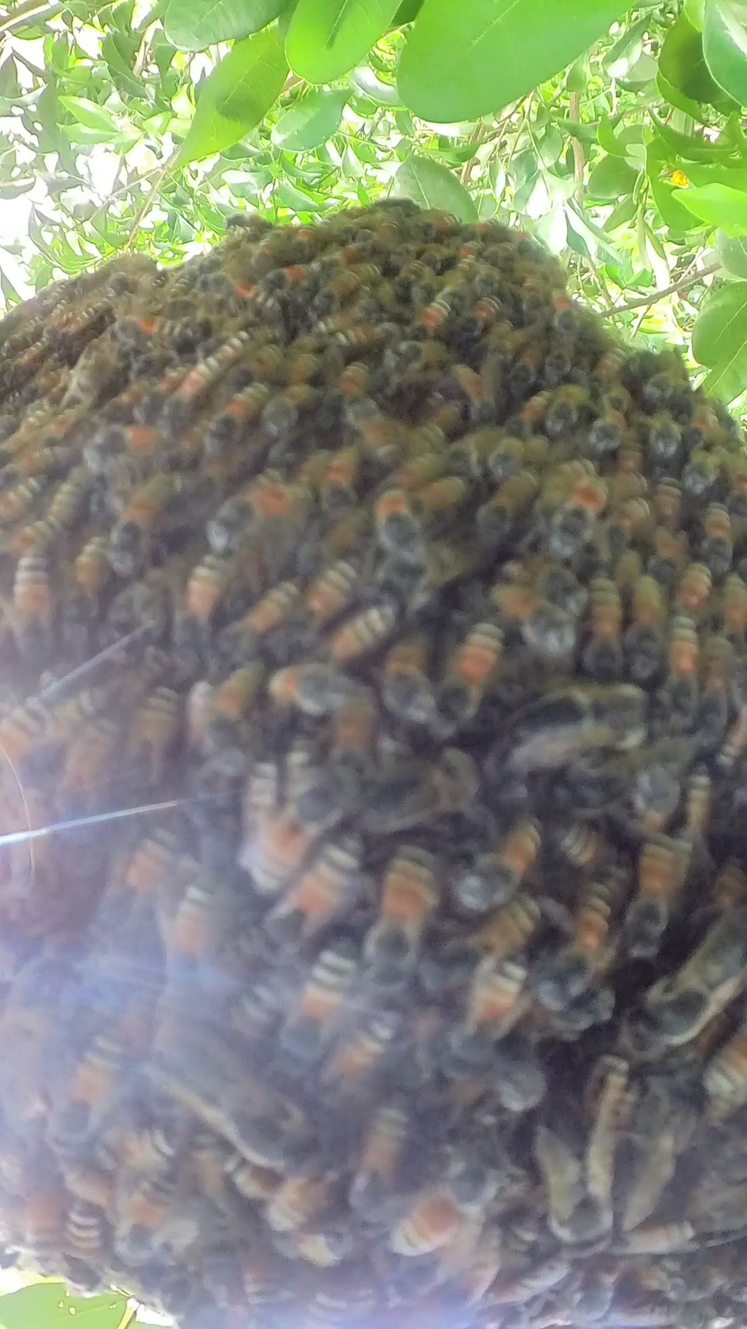 Video thumbnail for Wild bee in forest