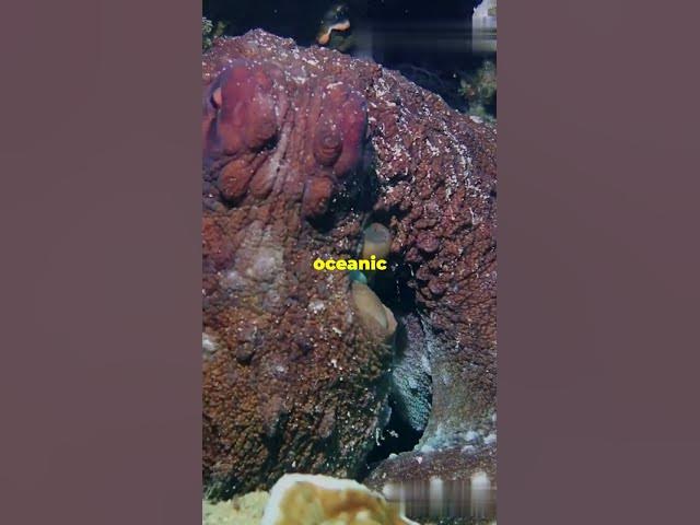 Video thumbnail for Top 4 Unique Sea Creatures