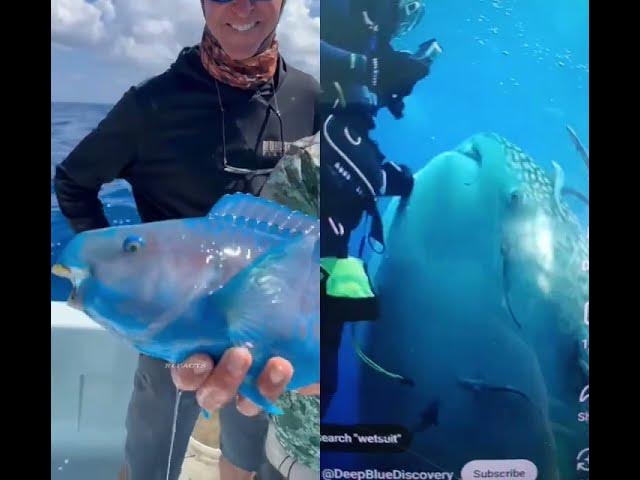 Video thumbnail for hi