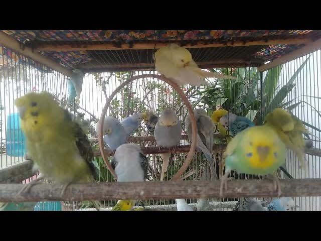 Video thumbnail for Cutest Budgie Eating Moment Ever ๐ฅบ๐ฉต