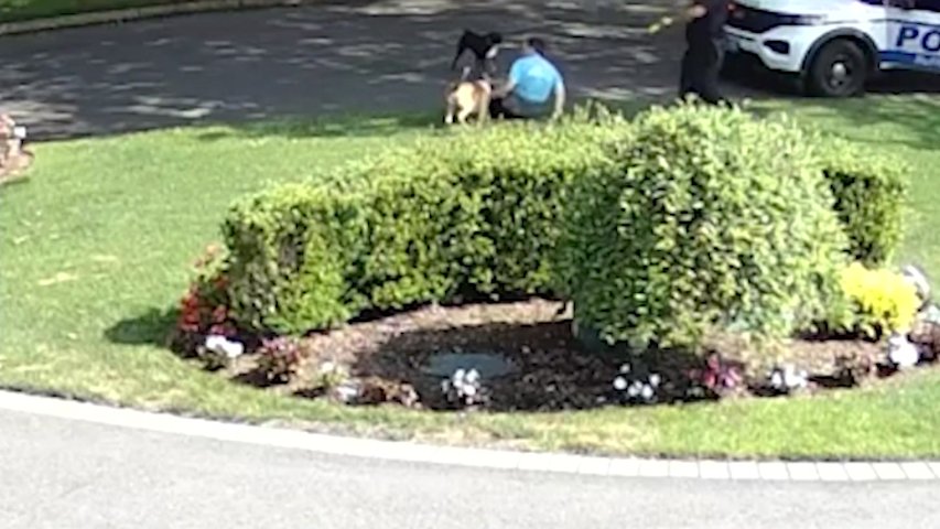 Video thumbnail for Two dogs removed from Dix Hills home after attack caught on video