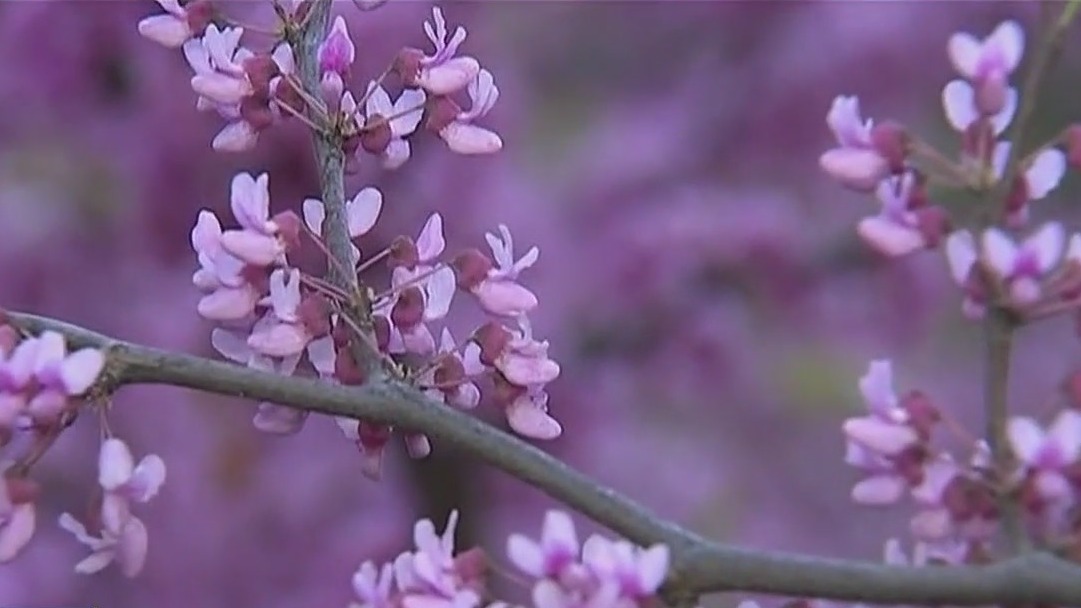 Video thumbnail for Pollen surge hits NYC area hard