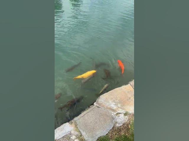 Video thumbnail for Cool Fish