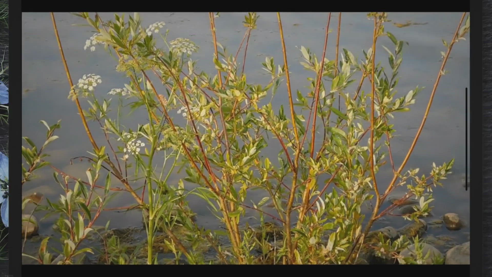 Video thumbnail for Schleierkraut wird braun – Gründe und Hilfe