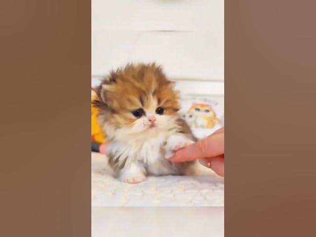 Video thumbnail for Cats^-^ #trending #youtubeshorts #viral #kids #satisfying #cats #shorts #cute #kittens #heart #cats