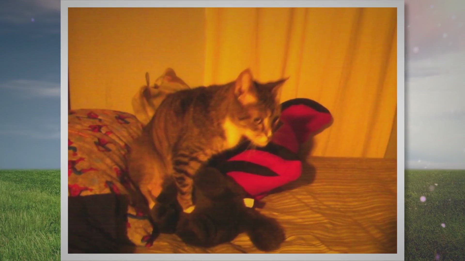 Video thumbnail for My Cat Gets Erect When He Kneads