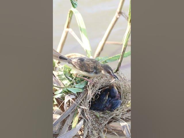 'Video thumbnail for Top Babies Bird Eat #birdkids #birdwatching #birdslover #birdspotting #trending #nature #birdwatch'