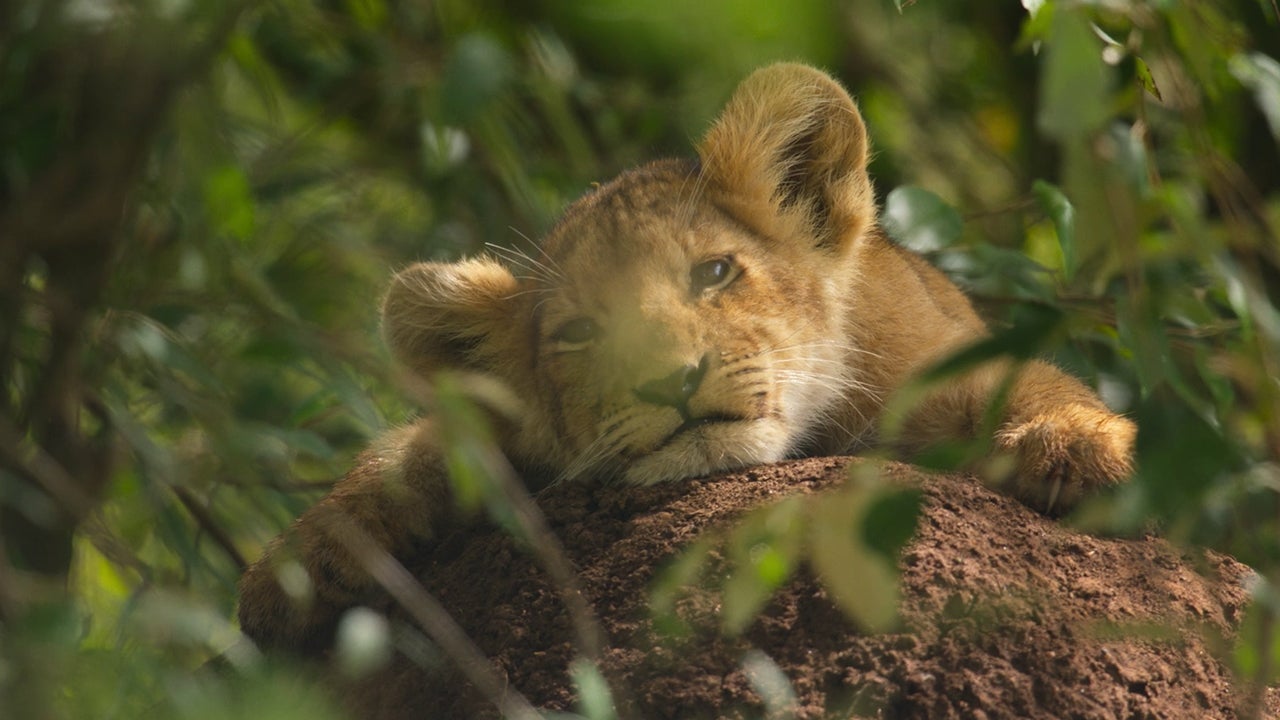Video thumbnail for Lion - Official Trailer
