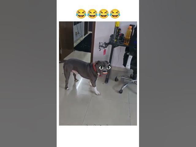 Video thumbnail for 😂😂😂😂