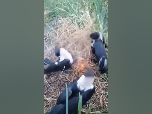 Video thumbnail for شاهد الغراب يطفيء النار سبحان الله اذكى المخلوقات مع مجموعه من الغربان