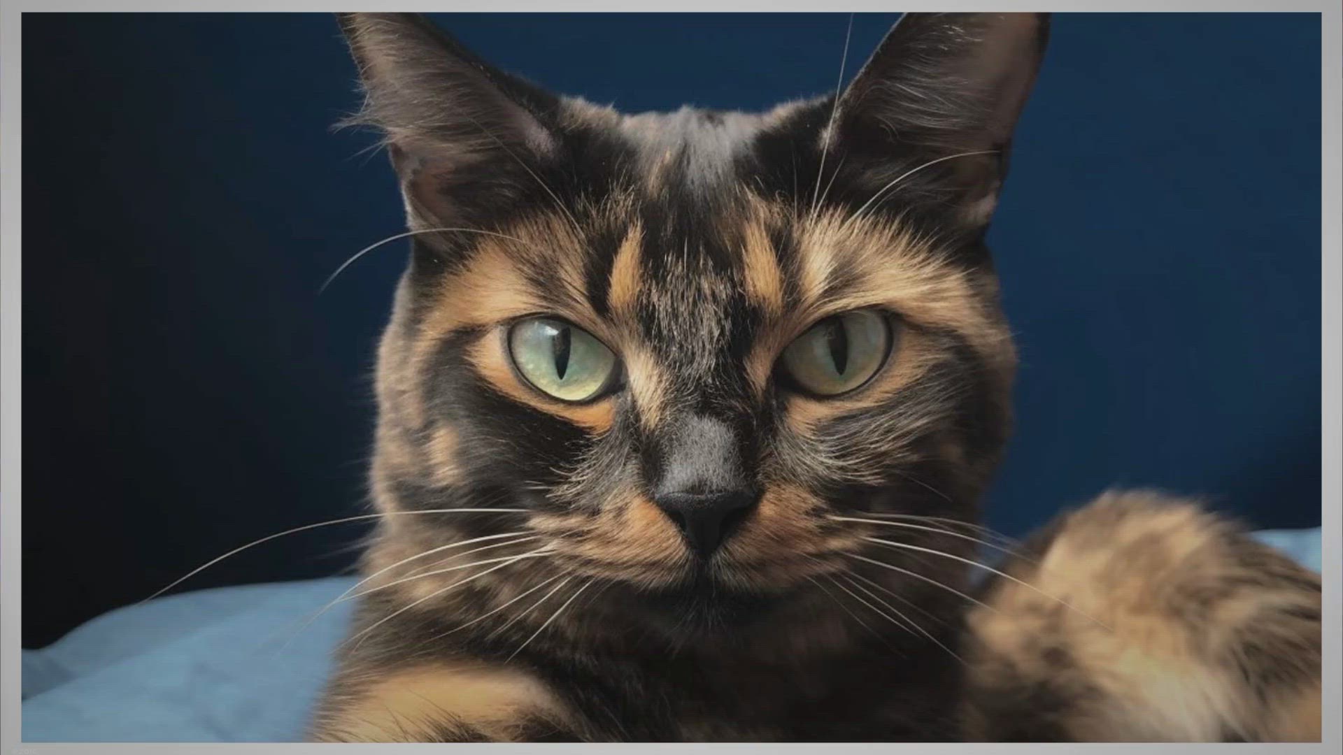 Video thumbnail for Chat écaille de tortue : 7 choses que vous ne connaissez pas